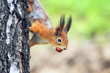 Naklejka na ściany i meble funny playful curious red squirrel peeping from behind a tree with nuts hazelnuts in the teeth
