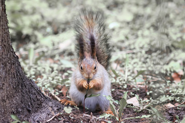 cute squirrel in a Park in spring eating grass dandelion