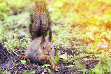 Naklejka na ściany i meble cute squirrel in a Park in spring eating grass dandelion