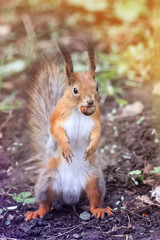 Naklejka na ściany i meble funny little squirrel standing on his hind paws in the Park with the walnut in the teeth