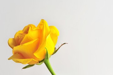 Yellow rose on the white background