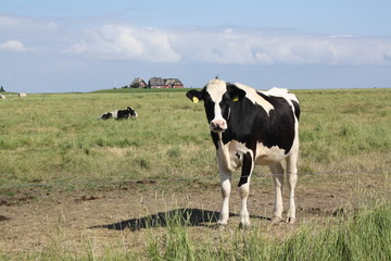 Hallig Langene&szlig;