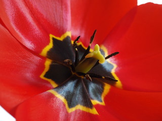 Bright Red Tulip Closeup 