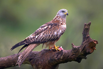 Red kite (Milvus milvus)