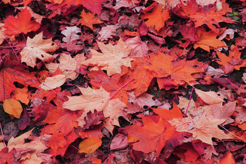 autumn leaves background