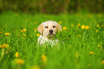 Labrador Welpe