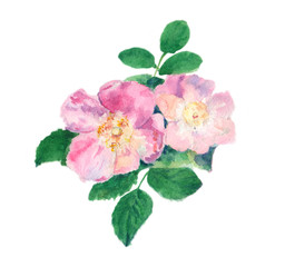 rosehip watercolor painting isolated