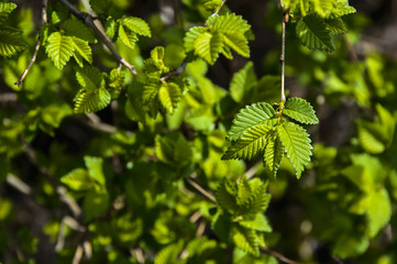Small young green leaves in spring