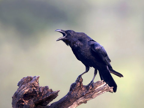 Common raven (Corvus corax)