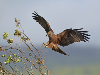 Obraz premium Black kite (Milvus migrans)