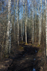 Dirt Rural Road Season Ruts, Wild Early Spring Mire, March Birch Tree Forest, Dirty Muddy Heavy Vehicle Tracks, Large Detailed Vertical Birches Landscape Scene