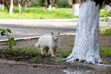 Fototapeta premium белый кот возле дерева