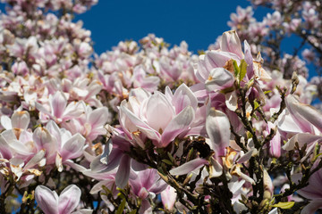 Magnolia Tree in full blossom in the garden