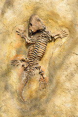 Fototapeta na wymiar Fossil