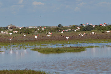 flamencos en la marisma