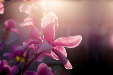 Fototapeta premium close up of magnolia flowers