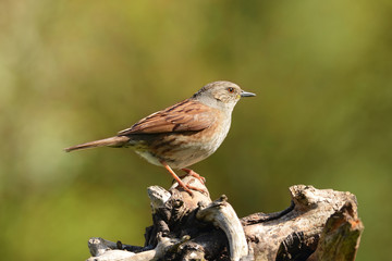 Vögel 4