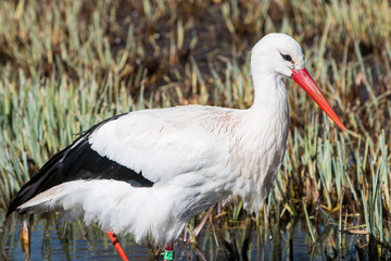 Weißstorch (Ciconia ciconia) auf Futtersuche