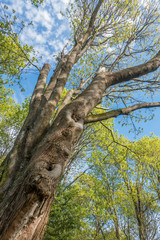 Fototapeta premium Tree Trunk In Spring