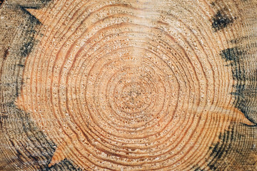 Heartwood texture background, cut log