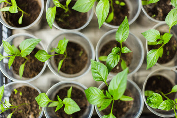 Pepper seedlings growing in a pots