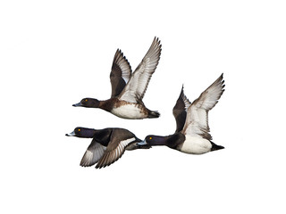 Obraz premium Tufted duck (Aythya fuligula)