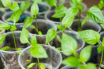 Sprout of green pepper