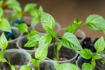 Pepper seedlings growing in a pots
