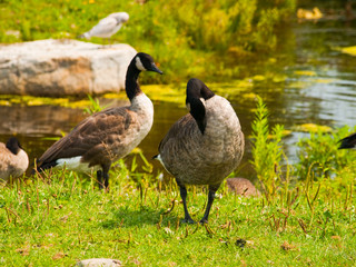 CANADA GOOSE - BRANTA CANADENSIS