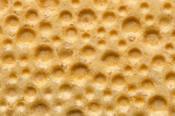 Single wheat crispbread macro shot