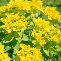 Yellow flower Spurge