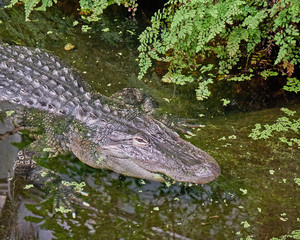 huge aligator in the swamp closeup