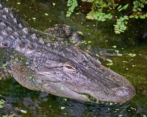 huge aligator in the swamp closeup