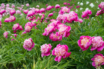 Flowers Pink Peonies