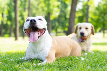 Adorable friends at park 