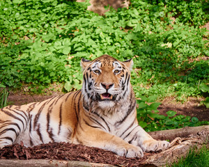 beautiful bengali tiger looking at the camera