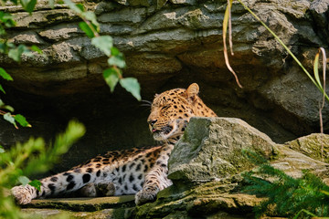 beautiful leopard in front of the cave