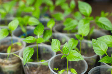 Pepper seedlings growing in a pots