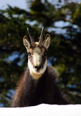 Chamois in mountais