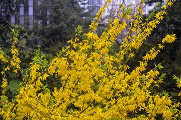 Fototapeta premium цветущий куст