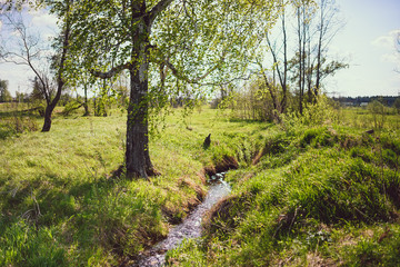 Brook in the meadow