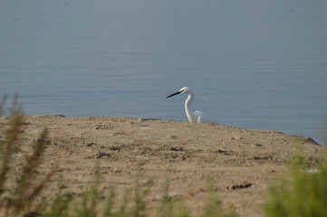 aves en la marisma
