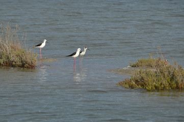 aves en la marisma