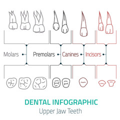 Dental infographic vector