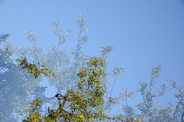 Double exposure almond branches taken with the camera