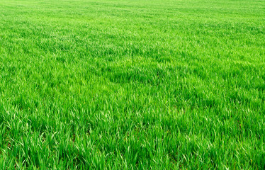 The field of young wheat. Background green grass.