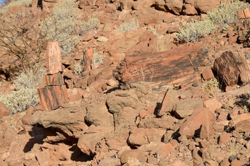 Petrified forest, Damaraland, Namibia