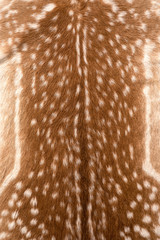texture of fur