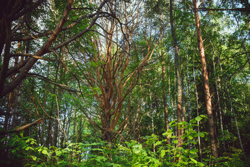 Anomal old pine tree with lots of branches