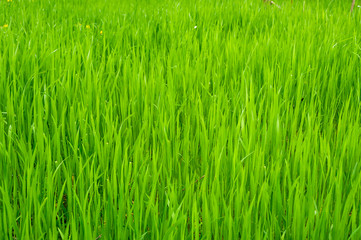 Naklejka premium The field of young wheat. Background green grass.